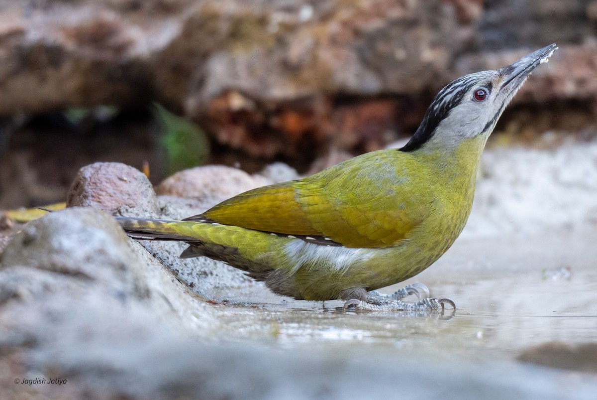Gray-headed Woodpecker - ML618362633