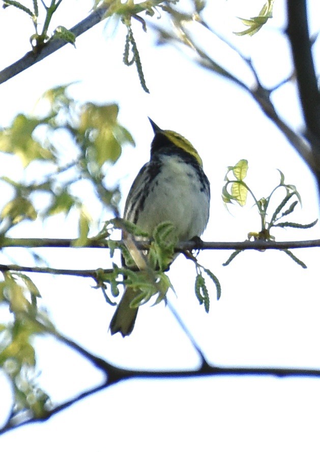 Black-throated Green Warbler - Dave  Sherman