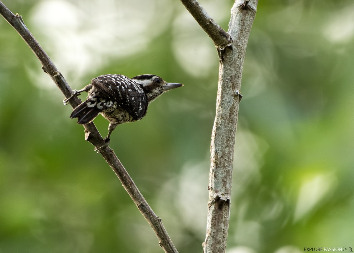 Gray-capped Pygmy Woodpecker - ML618362738