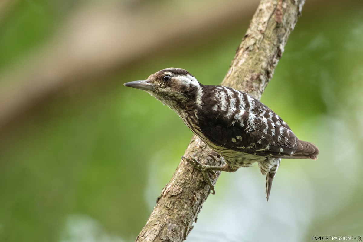 Gray-capped Pygmy Woodpecker - ML618362739
