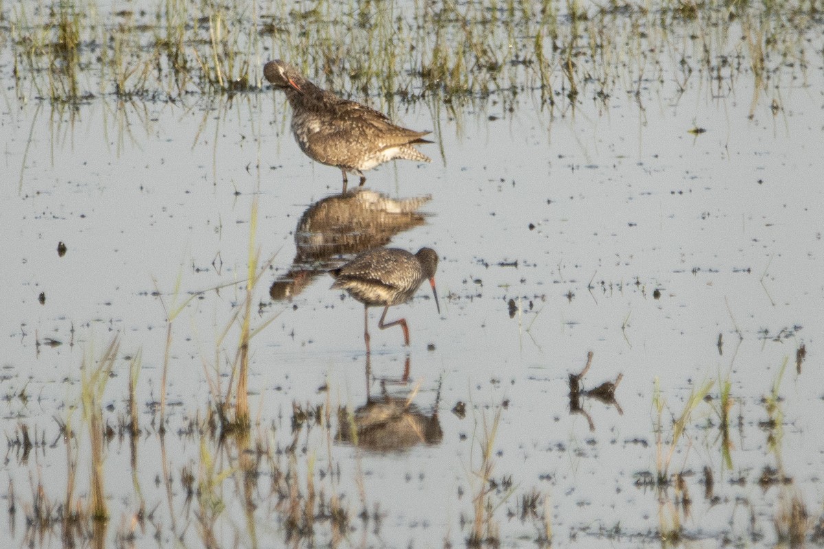 Spotted Redshank - ML618362762