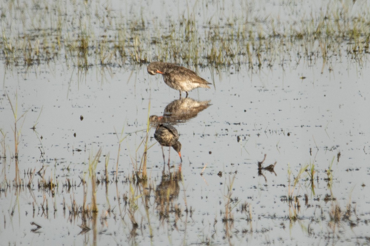 Spotted Redshank - ML618362763