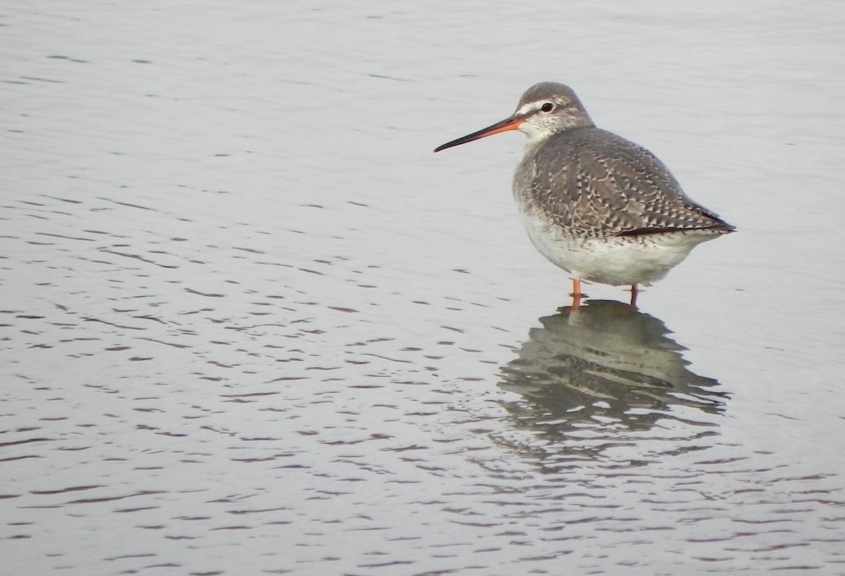 Spotted Redshank - Peter Milinets-Raby