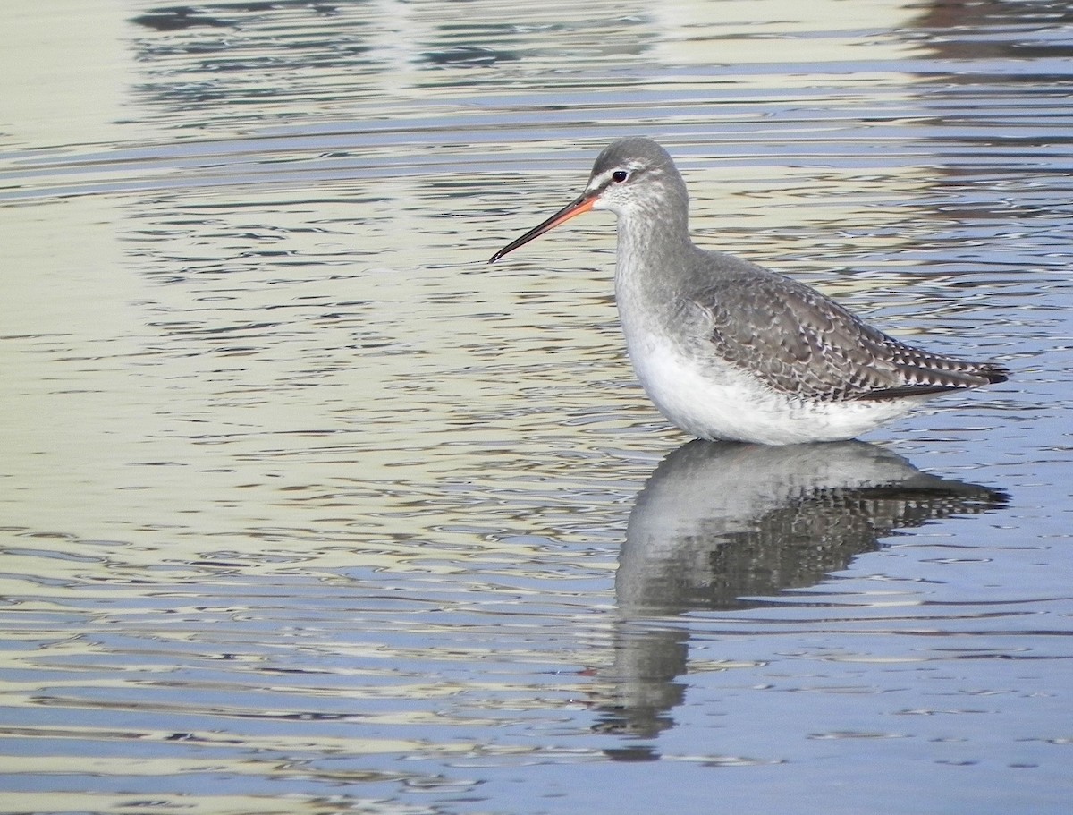 Spotted Redshank - ML618362766