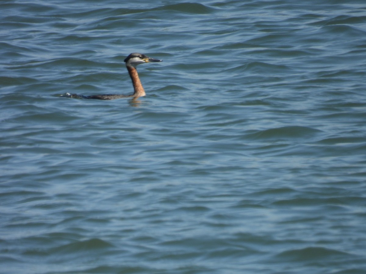 Red-necked Grebe - ML618362768