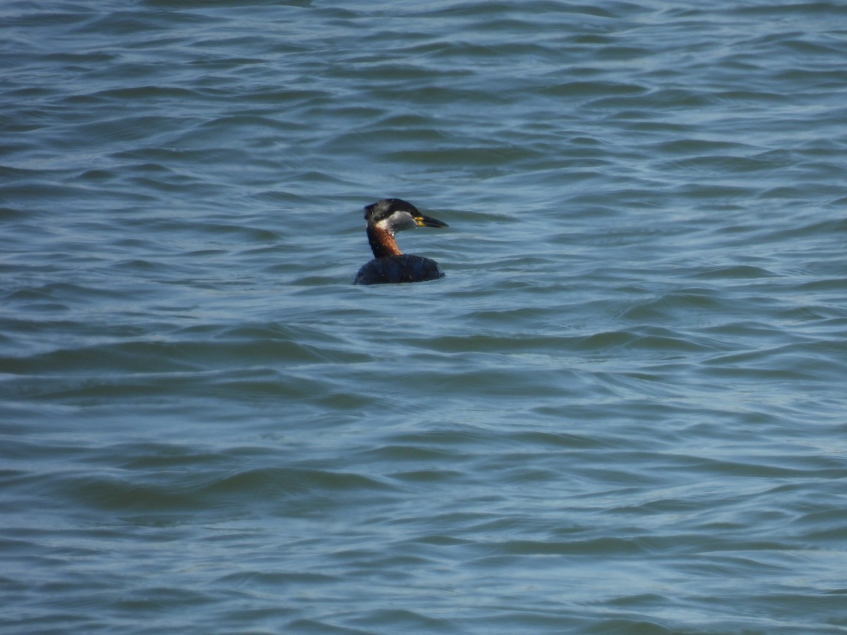 Red-necked Grebe - ML618362769