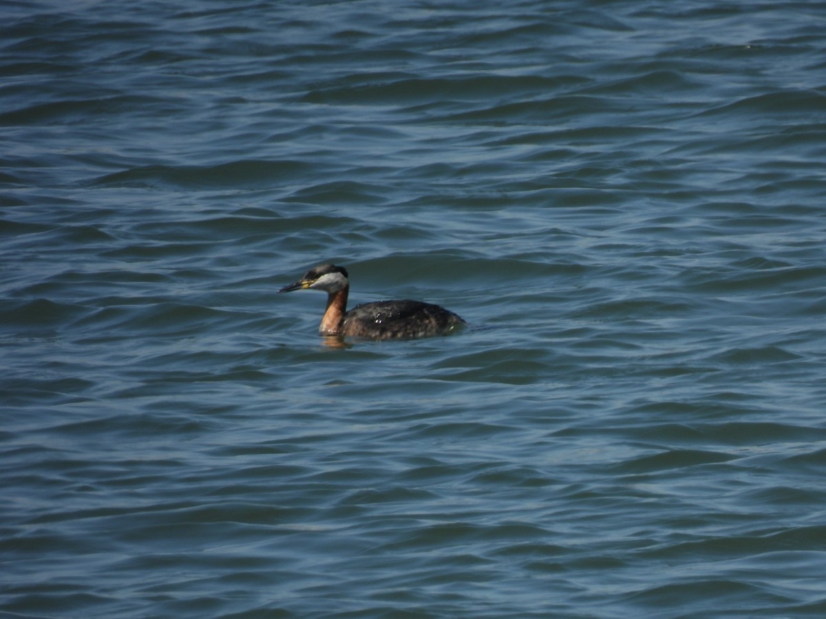 Red-necked Grebe - ML618362770