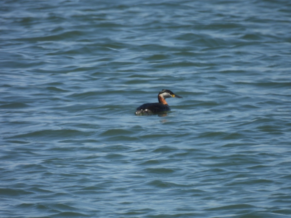 Red-necked Grebe - ML618362771