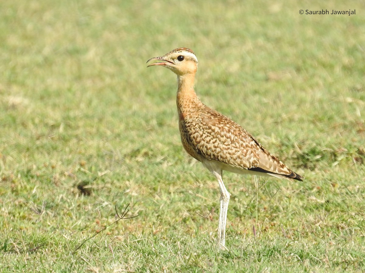 Indian Courser - ML618362790