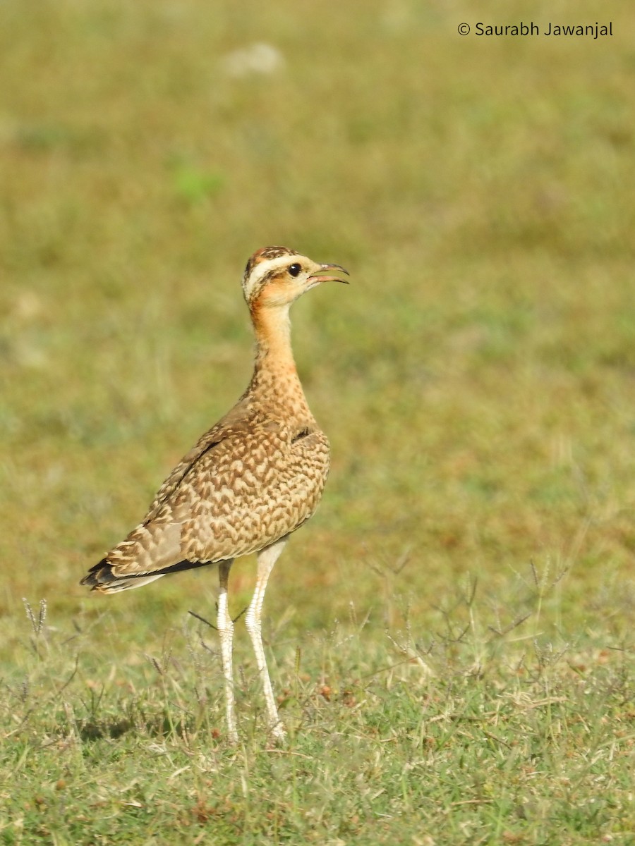 Indian Courser - ML618362791