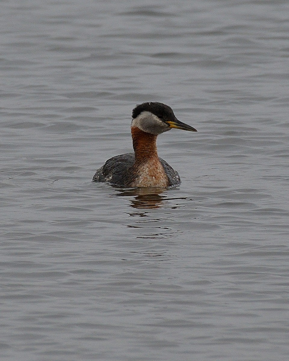 Red-necked Grebe - ML618362827