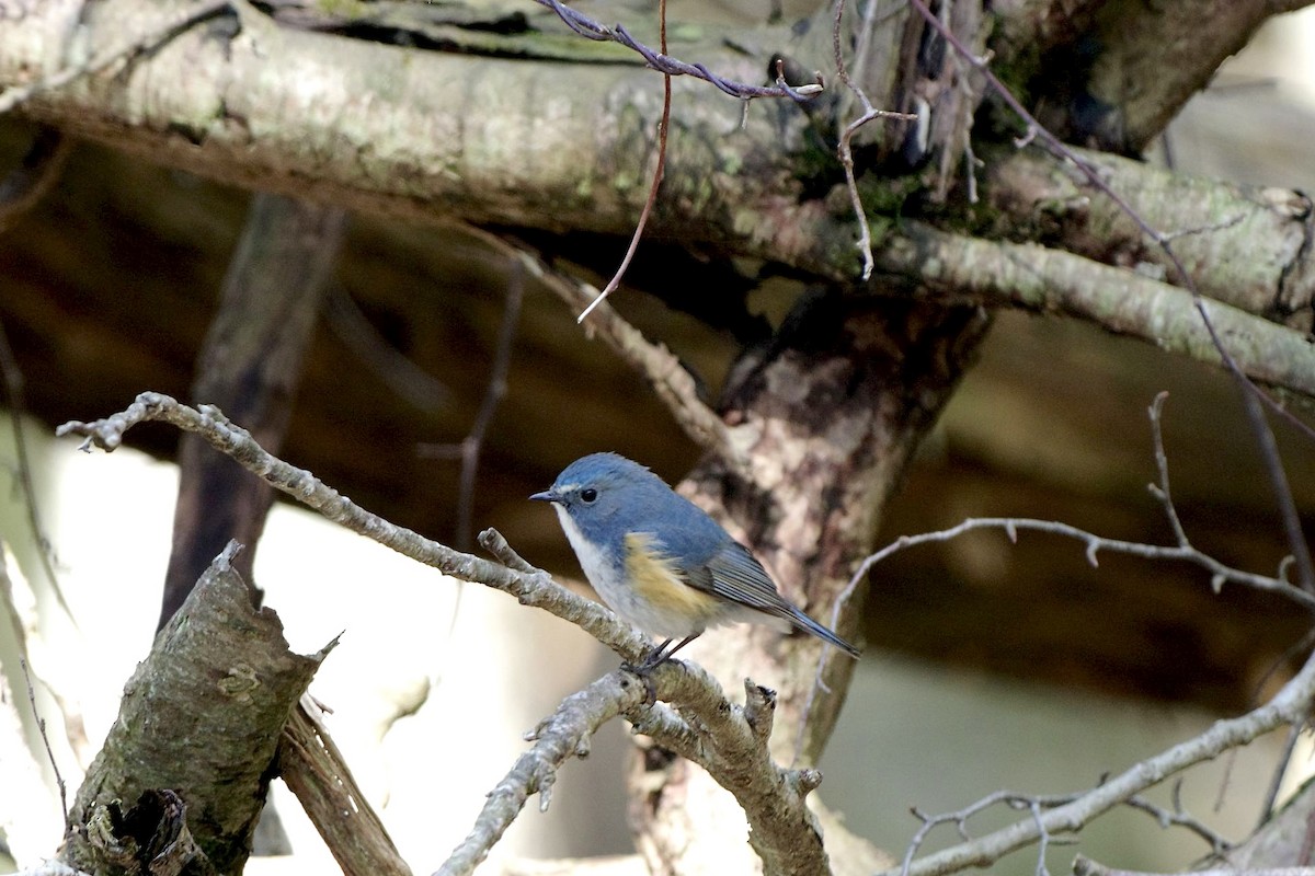 Red-flanked Bluetail - ML618362836
