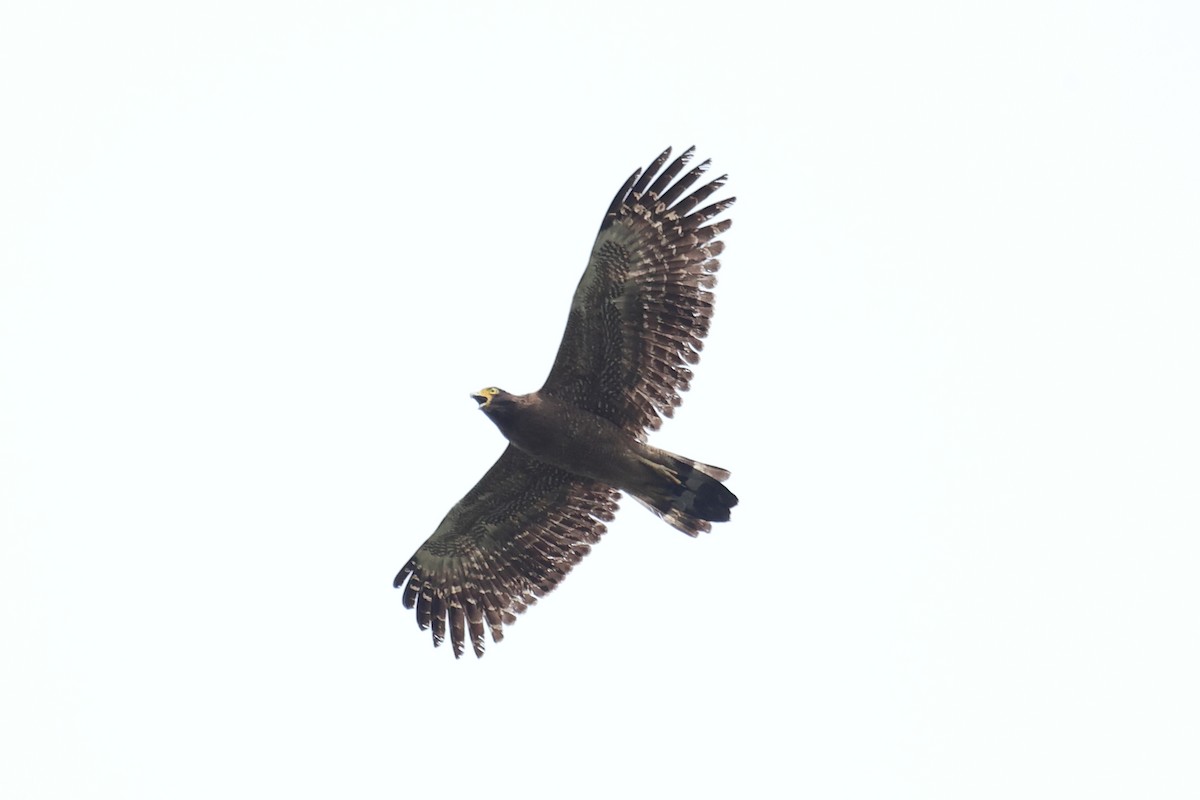 Crested Serpent-Eagle - ML618362845