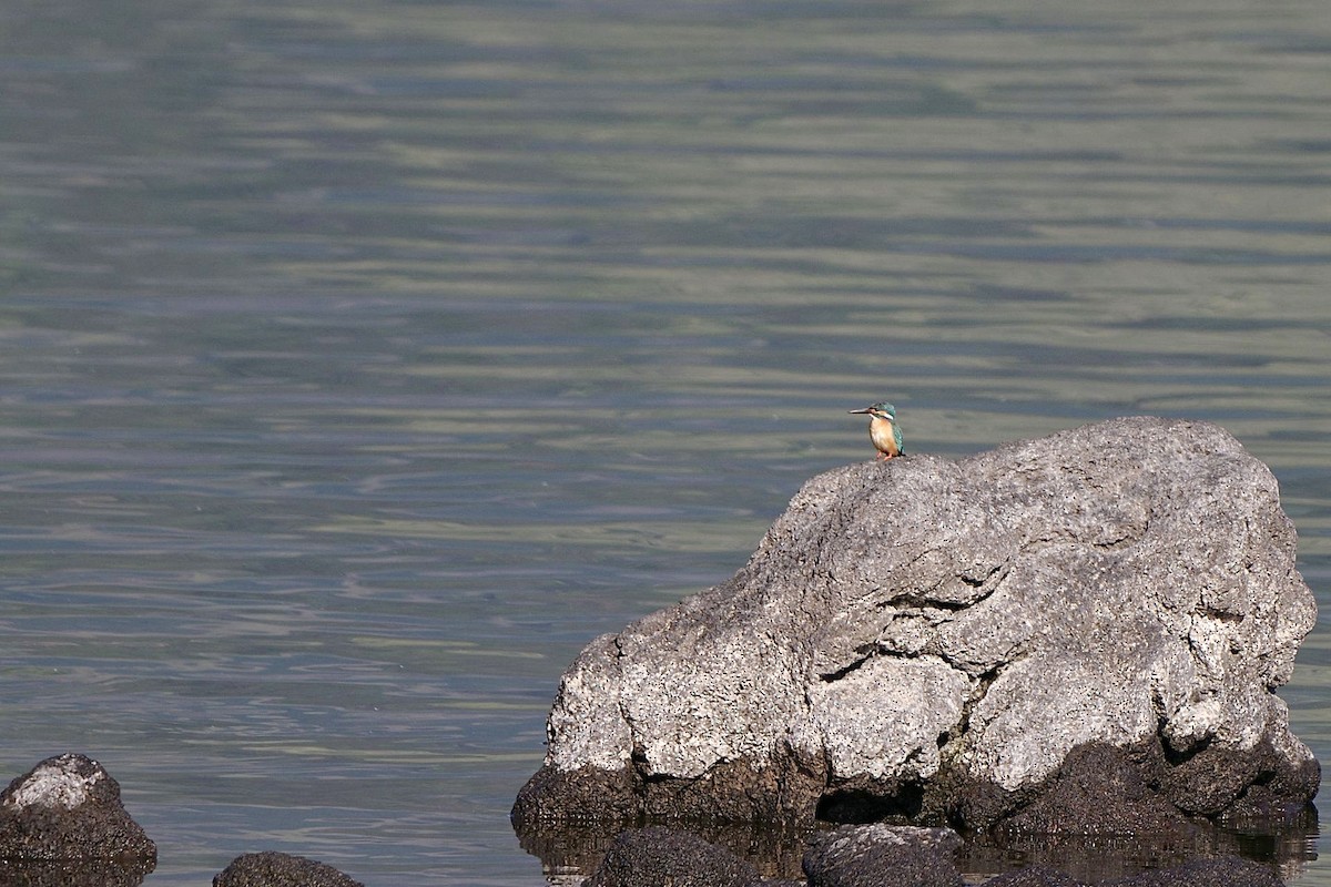 Common Kingfisher - Hideki Sekimoto