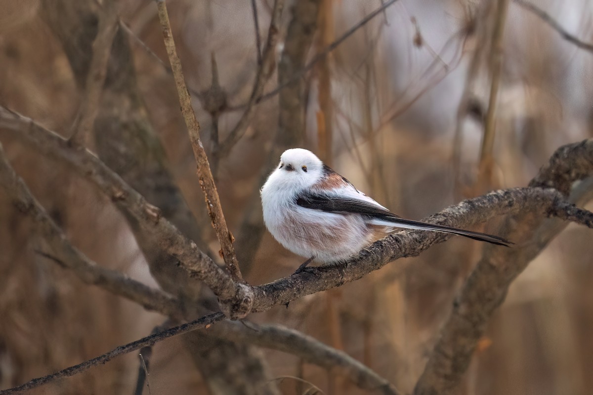 Long-tailed Tit (caudatus) - Andy Lee