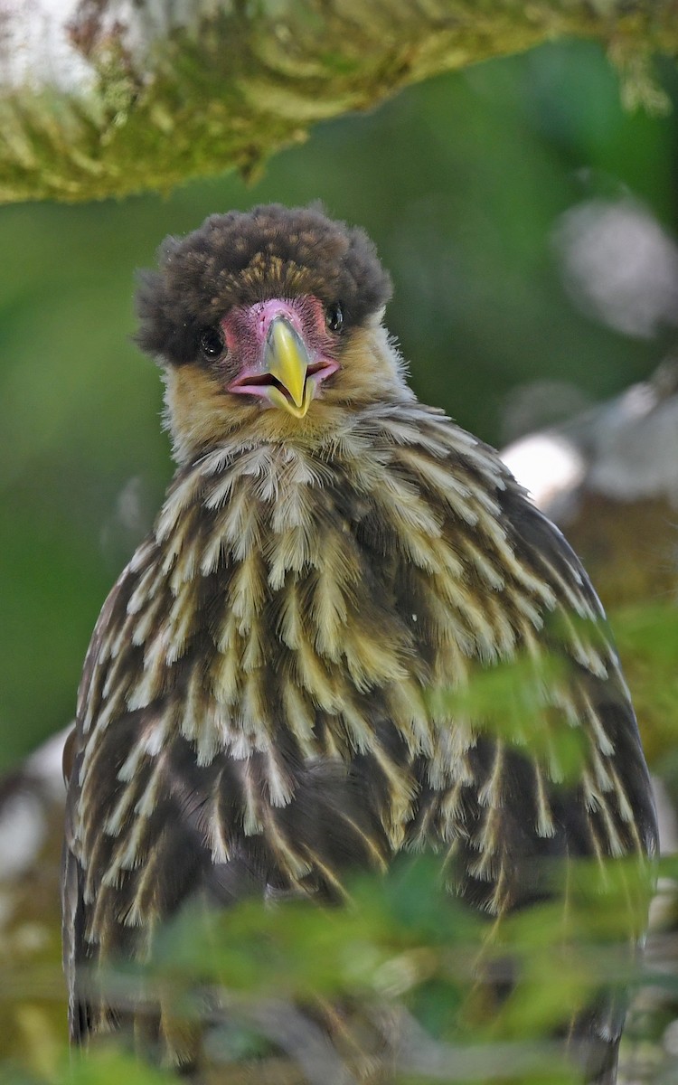 Crested Caracara (Southern) - ML618362941