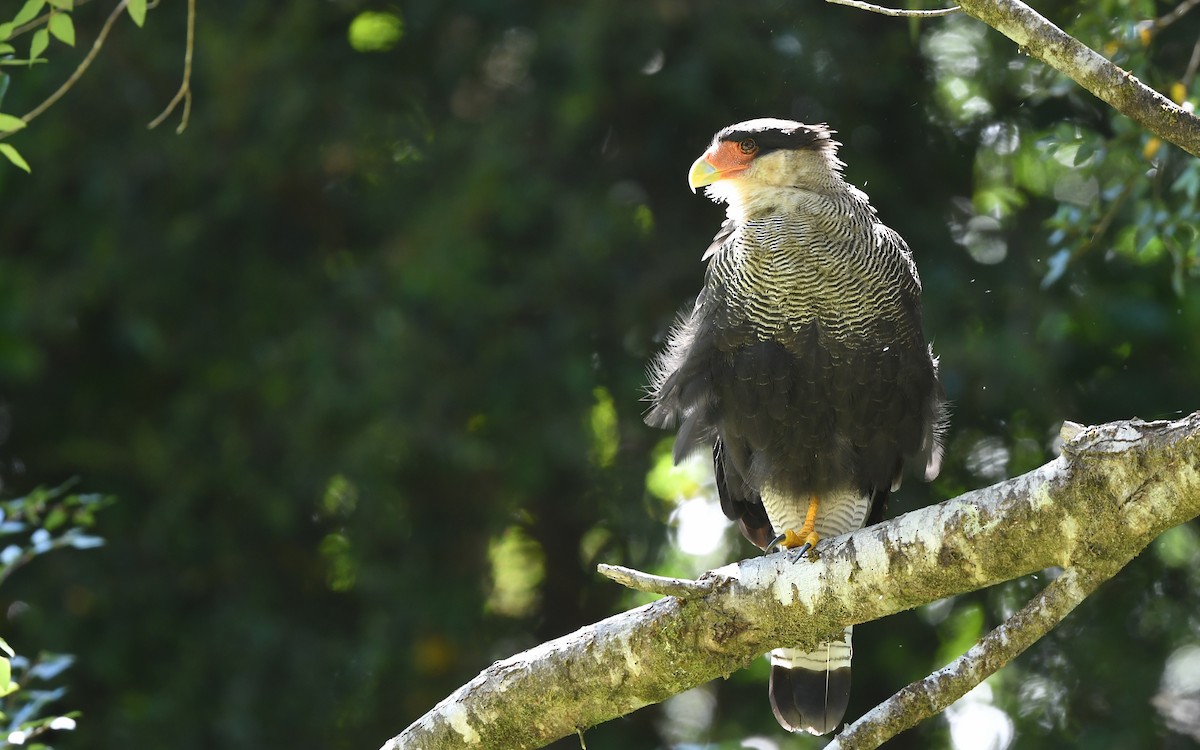 Crested Caracara (Southern) - ML618362945