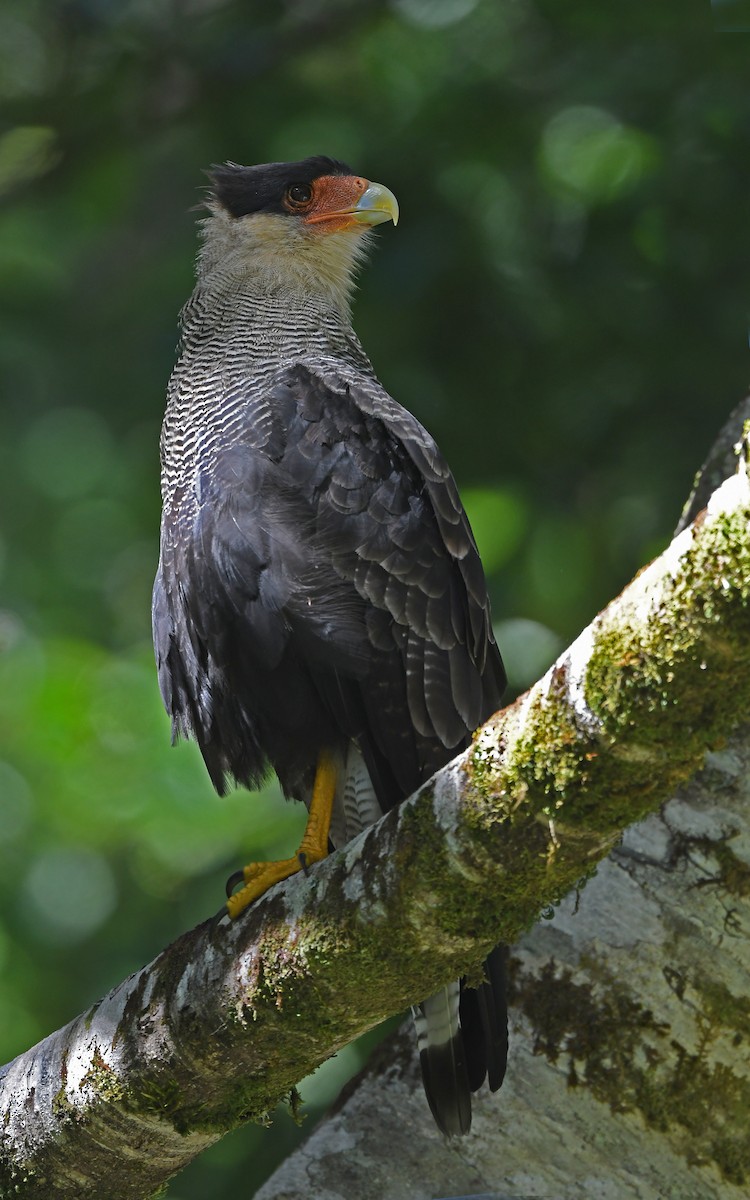 Crested Caracara (Southern) - ML618362947