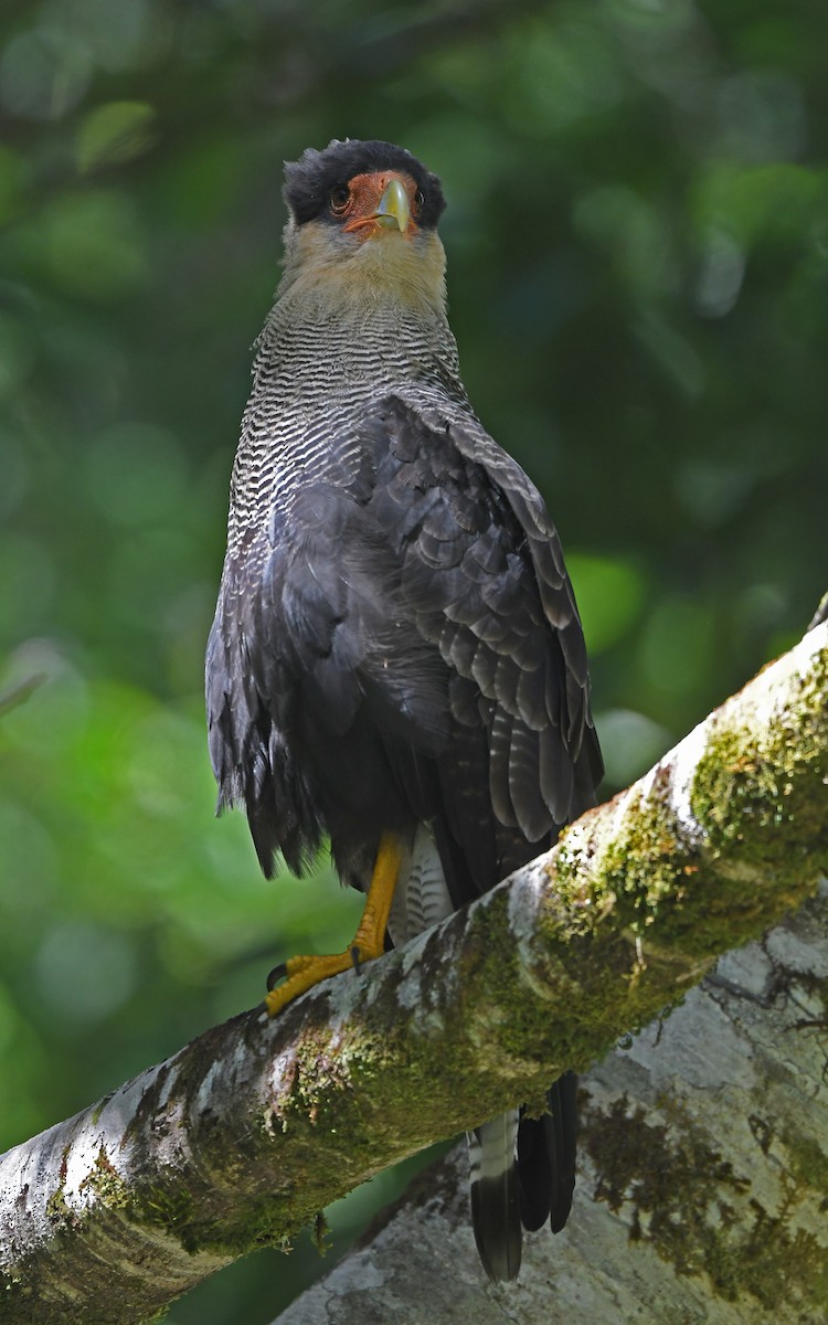 Crested Caracara (Southern) - ML618362948