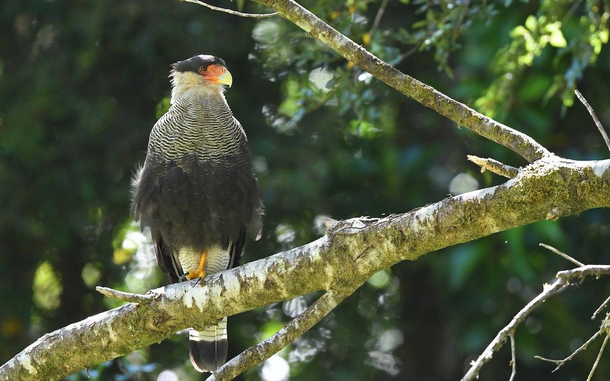 Crested Caracara (Southern) - ML618362949