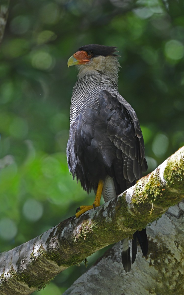 Crested Caracara (Southern) - ML618362950