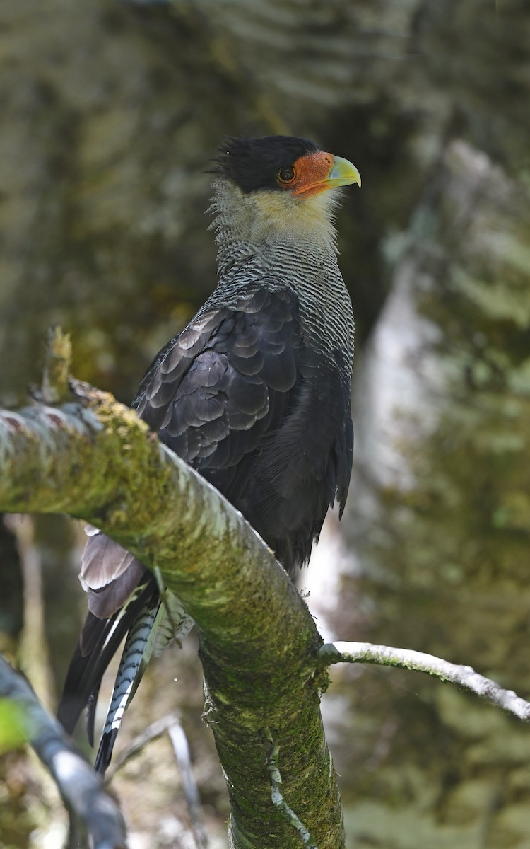 Crested Caracara (Southern) - ML618362951