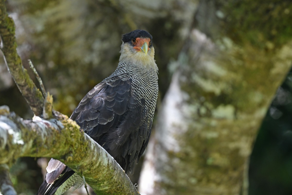 Crested Caracara (Southern) - ML618362953