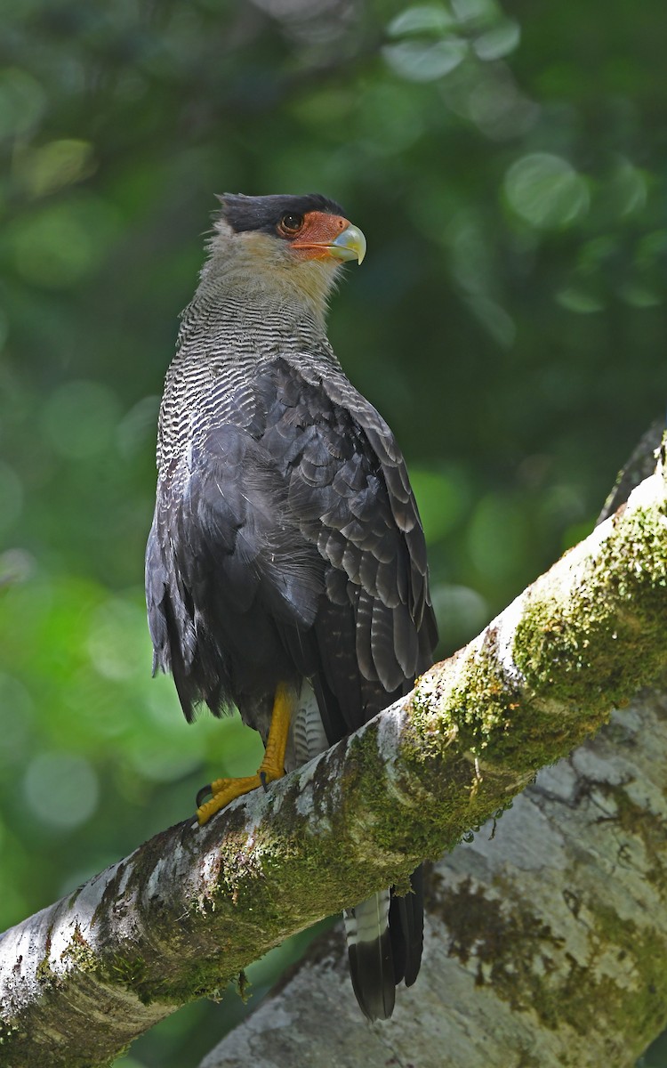 Crested Caracara (Southern) - ML618362954