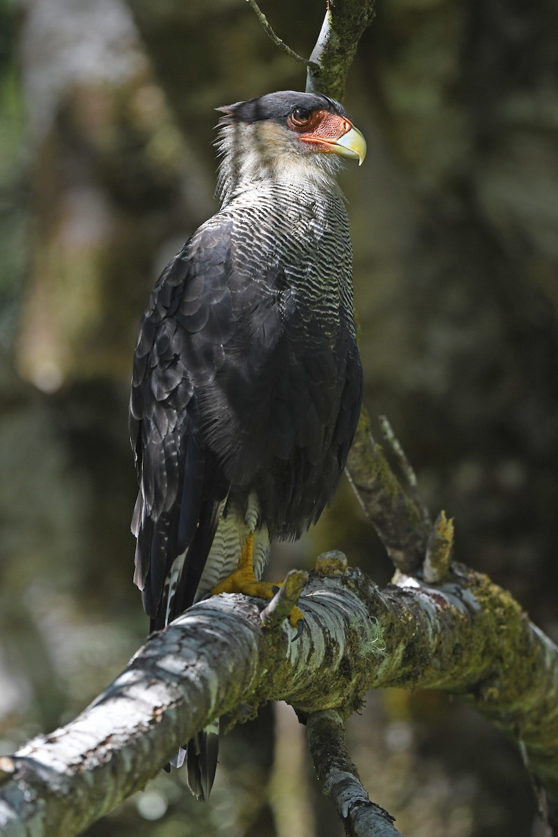 Crested Caracara (Southern) - ML618362955