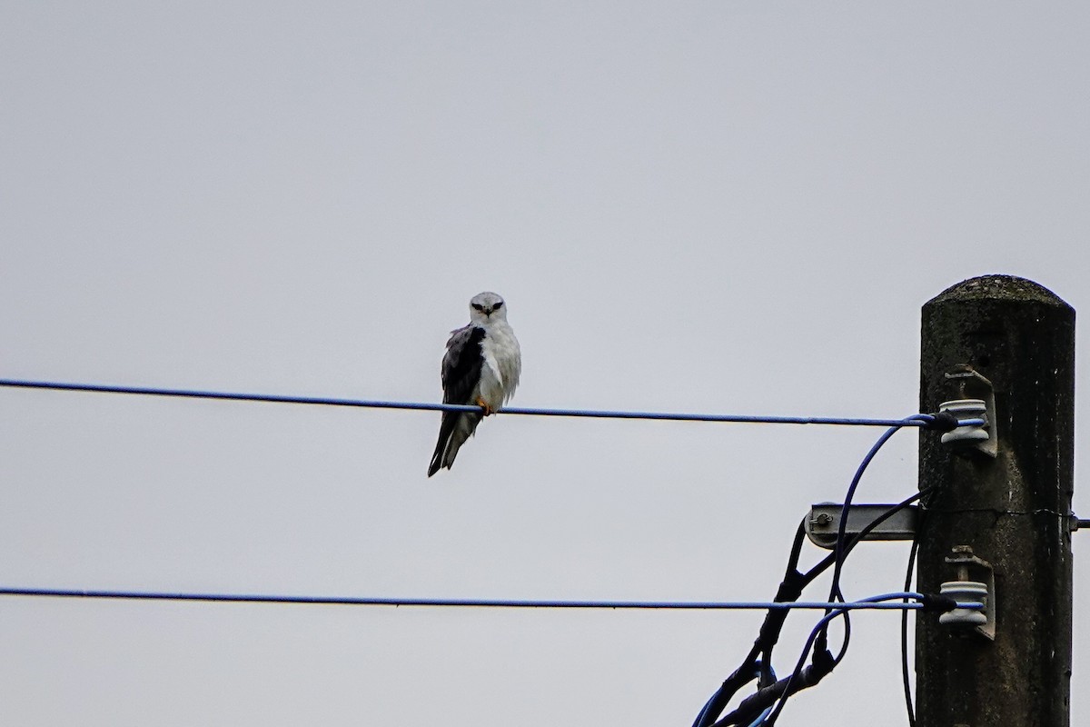 Black-winged Kite - Haofeng Shih