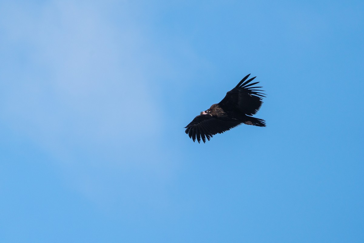 Cinereous Vulture - ML618363029