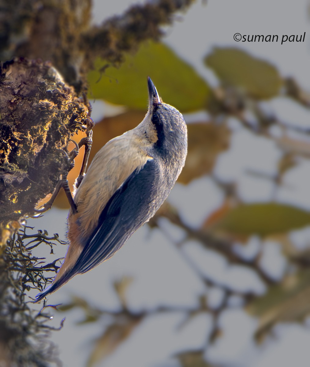 White-tailed Nuthatch - Suman Paul