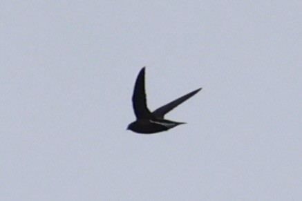 Brown-backed Needletail - ML618363053