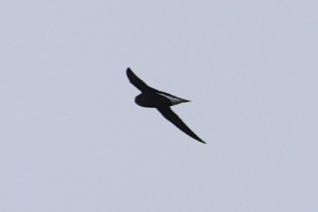 Brown-backed Needletail - ML618363054