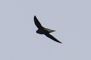Brown-backed Needletail - ML618363055