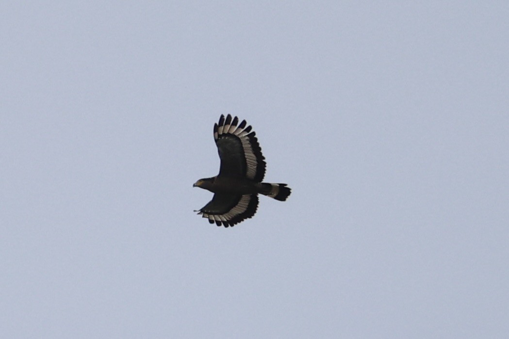 Crested Serpent-Eagle - ML618363060
