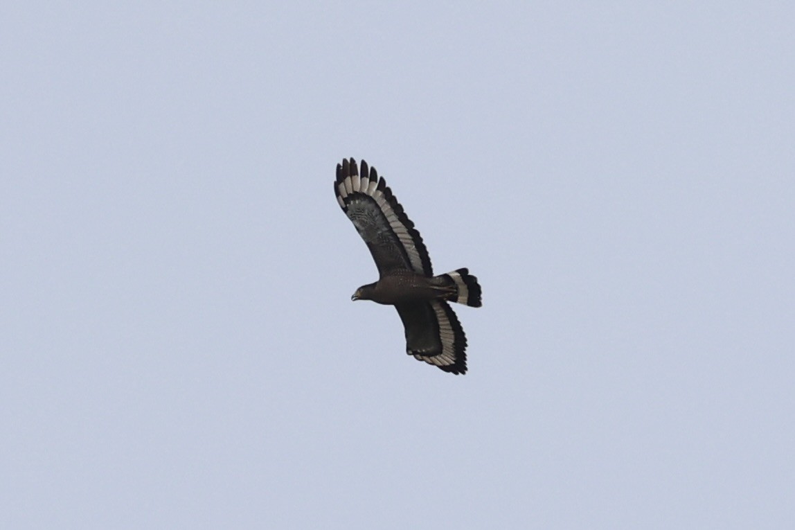Crested Serpent-Eagle - ML618363061
