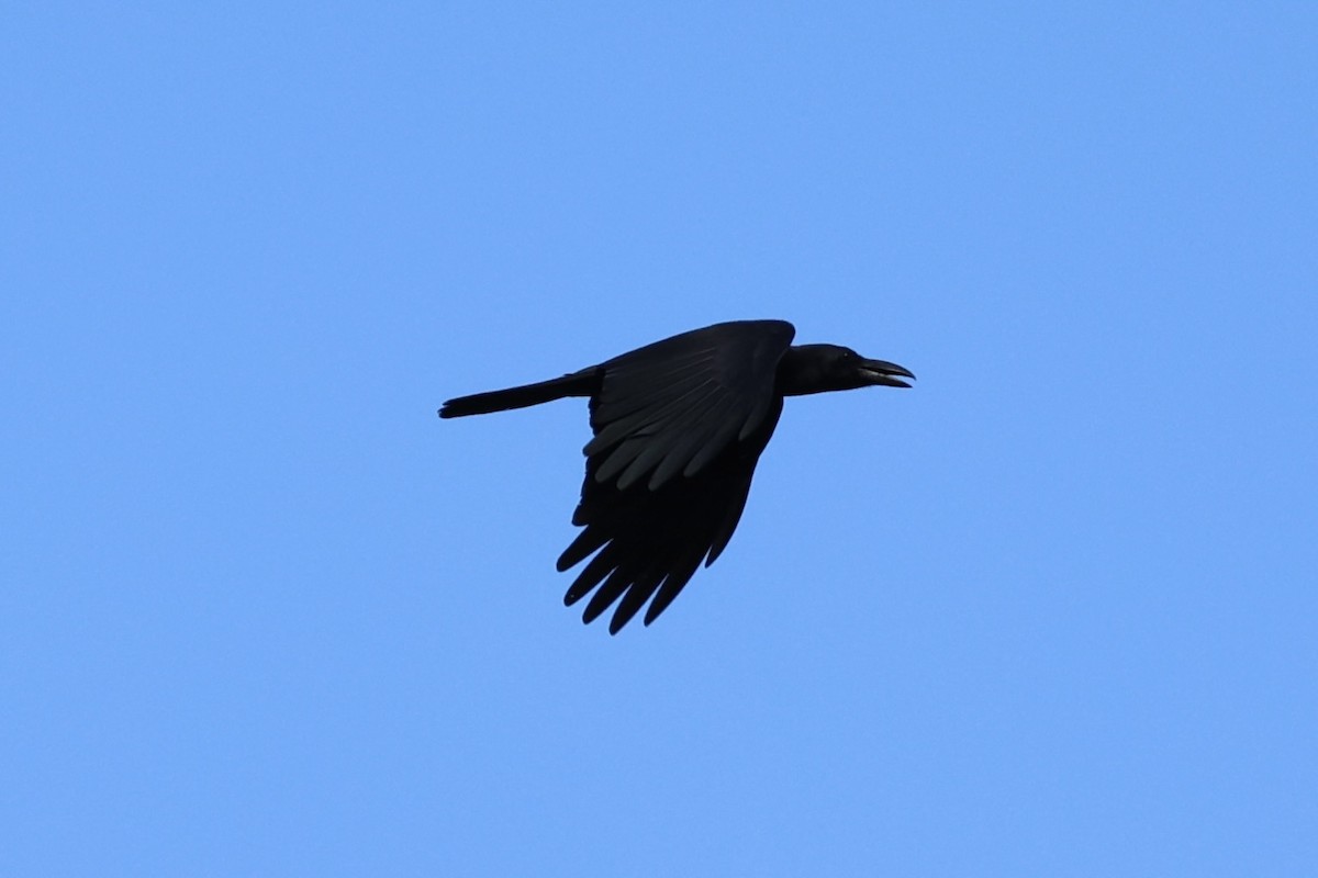Large-billed Crow - ML618363127