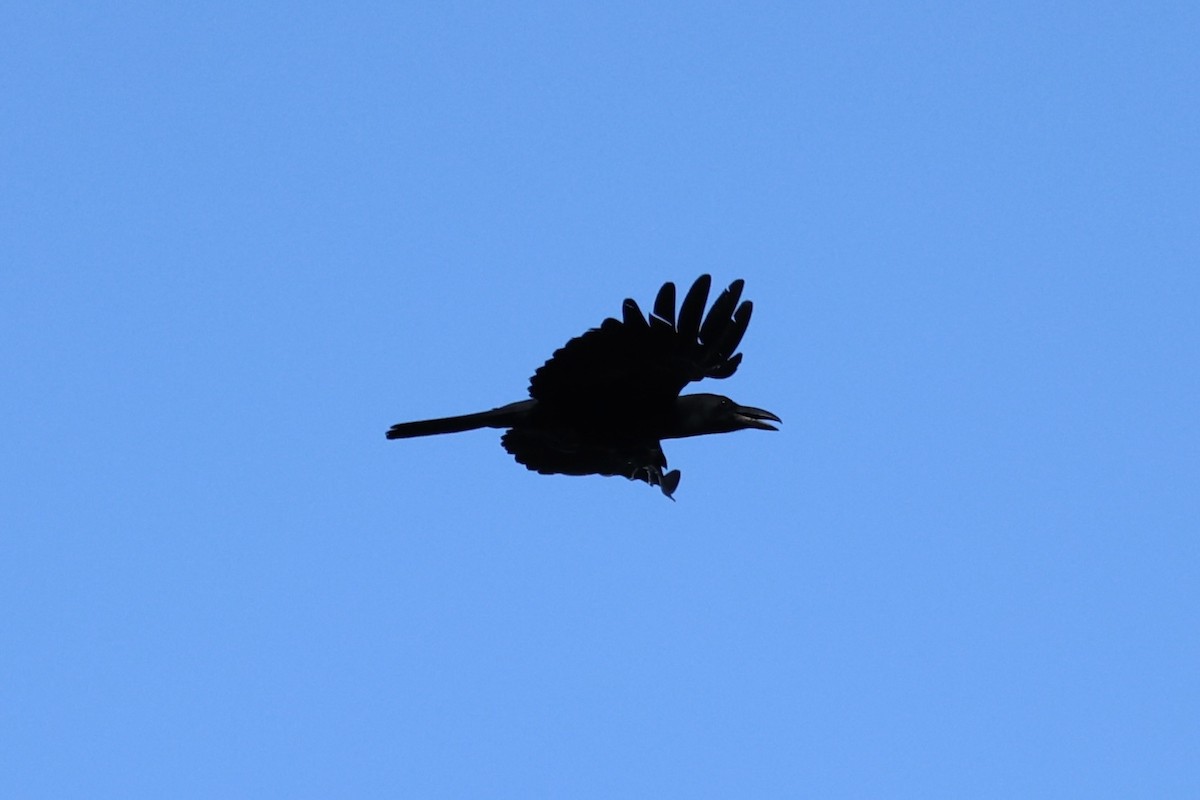 Large-billed Crow - Andrew William