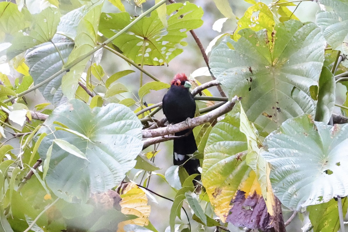Red-crested Malkoha - ML618363137
