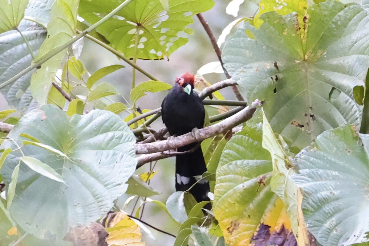 Red-crested Malkoha - ML618363138