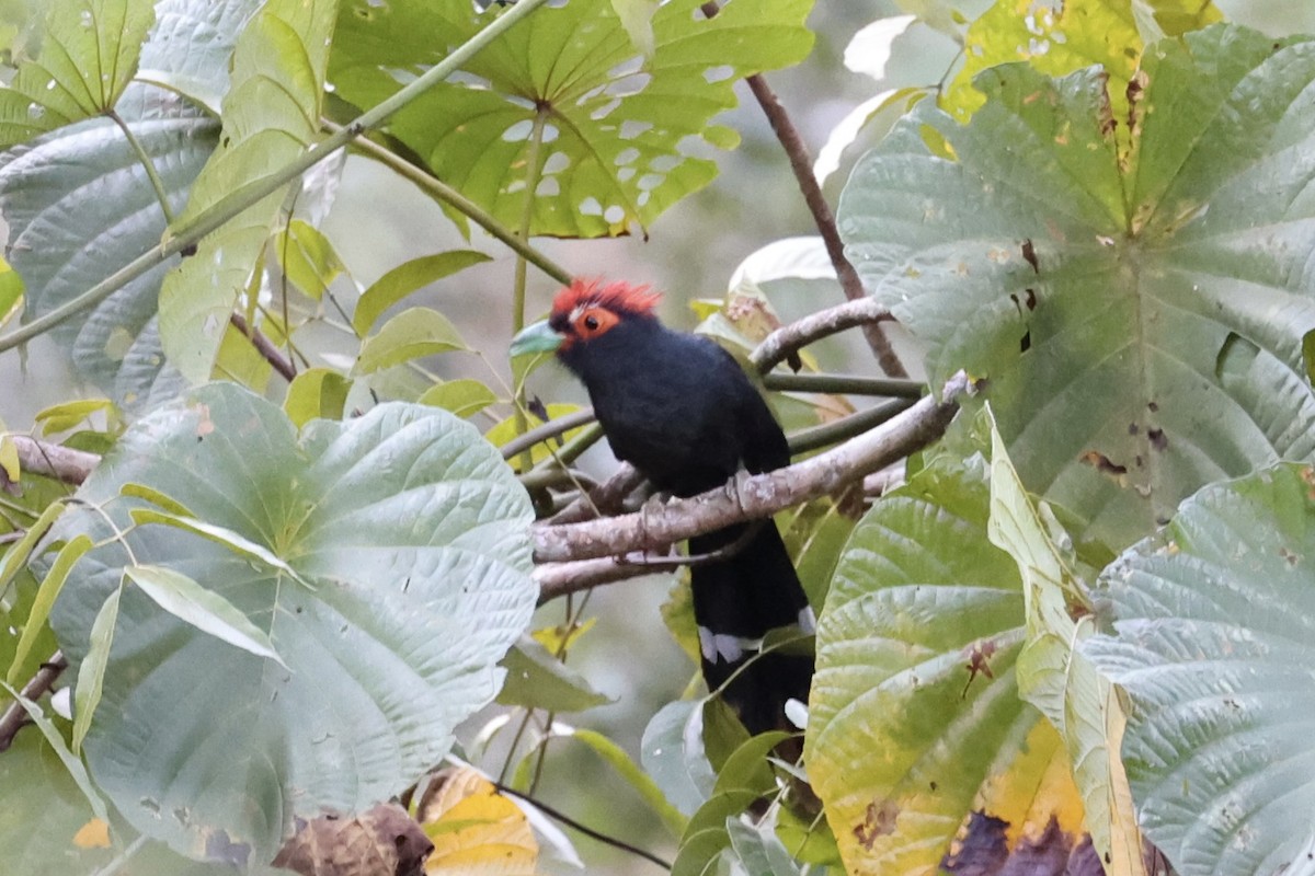 Red-crested Malkoha - ML618363139