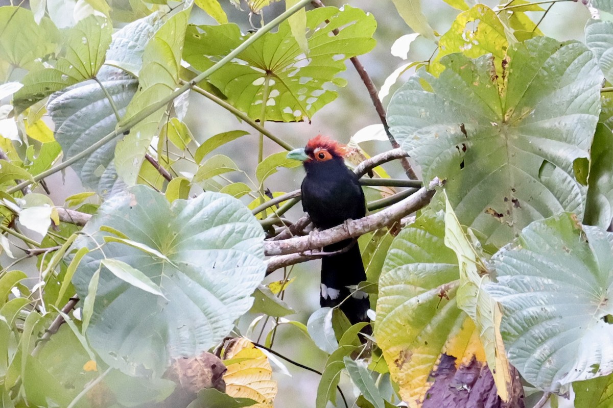 Red-crested Malkoha - ML618363140