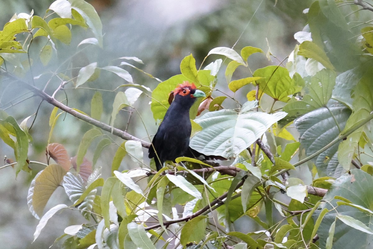 Red-crested Malkoha - ML618363141