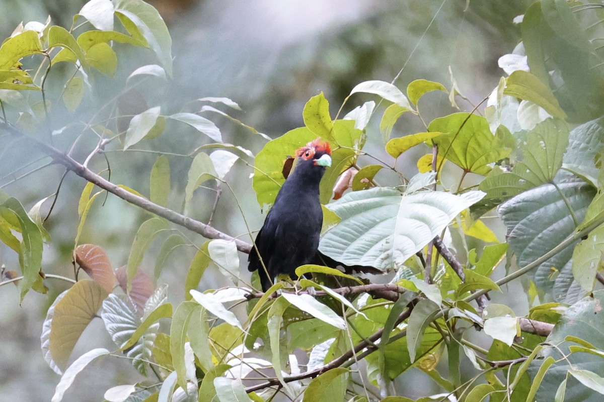 Red-crested Malkoha - ML618363142