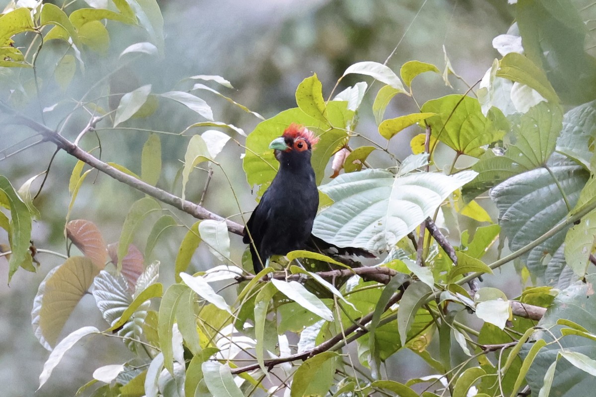 Red-crested Malkoha - ML618363143