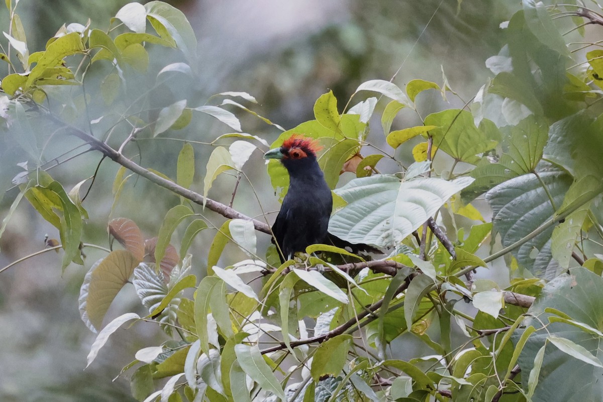Red-crested Malkoha - ML618363144