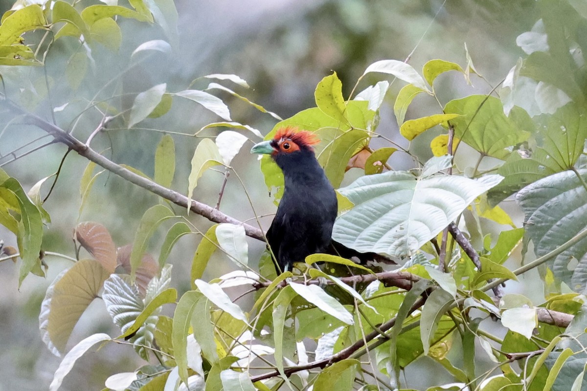 Red-crested Malkoha - ML618363145
