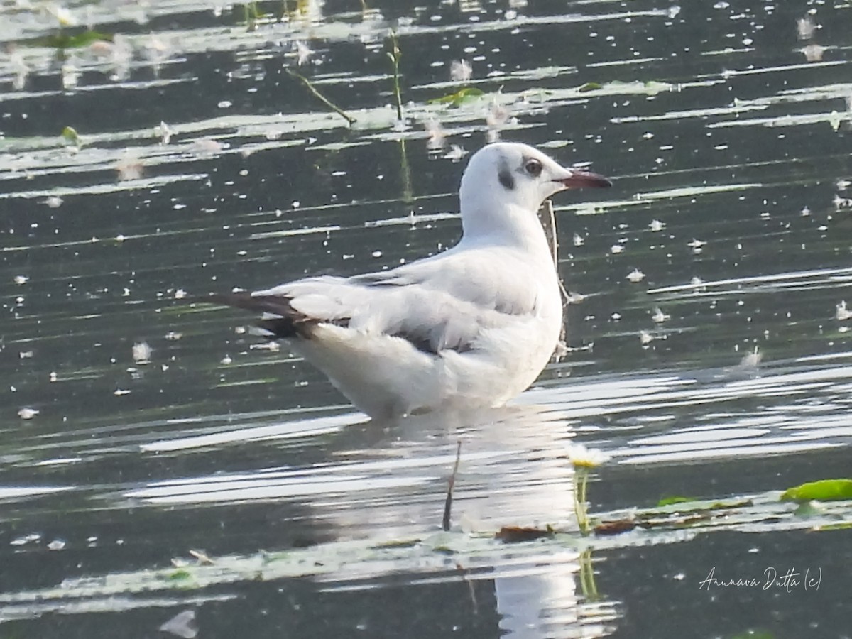 Mouette rieuse - ML618363164