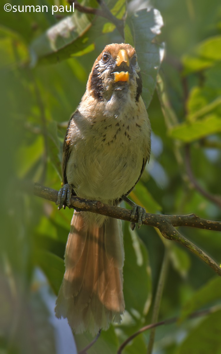 Spot-breasted Parrotbill - Suman Paul